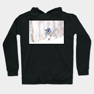 Blue Jay - Algonquin Park Hoodie